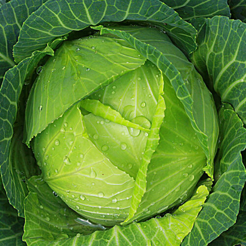 Gastrointestinal stromal tumors – Foods to eat and avoid