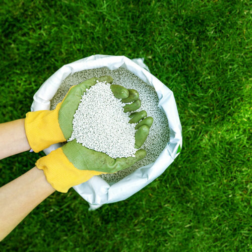 Tips to Choose the Best Fertilizer for Zoysia Grass